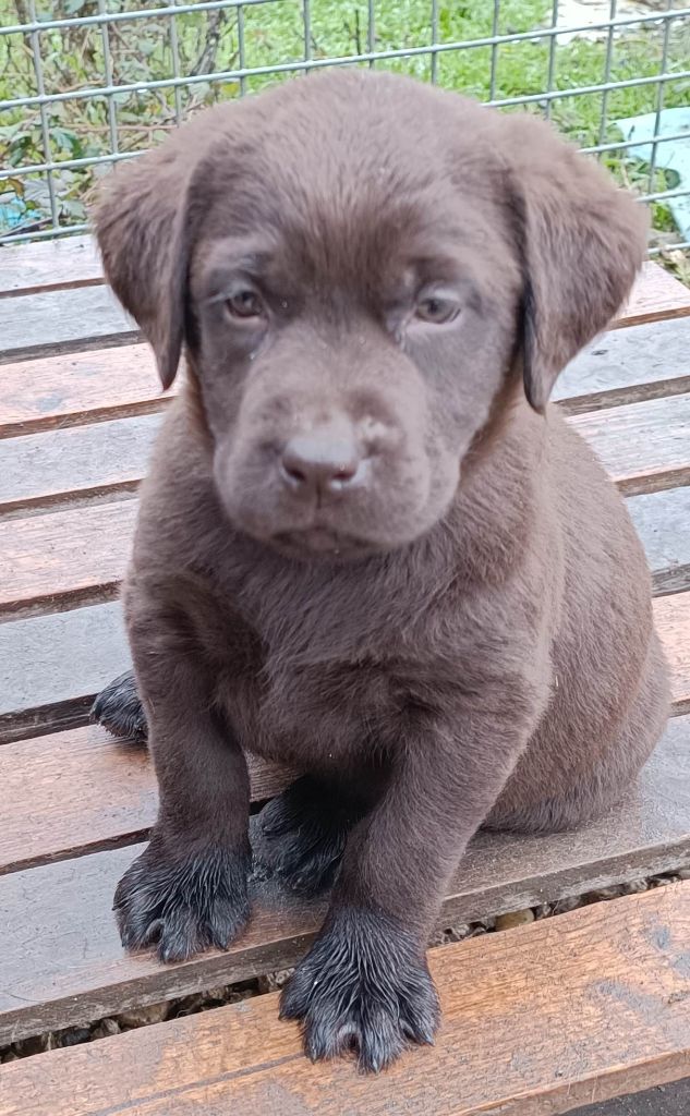 De Chez Flo - Chiots disponibles - Labrador Retriever