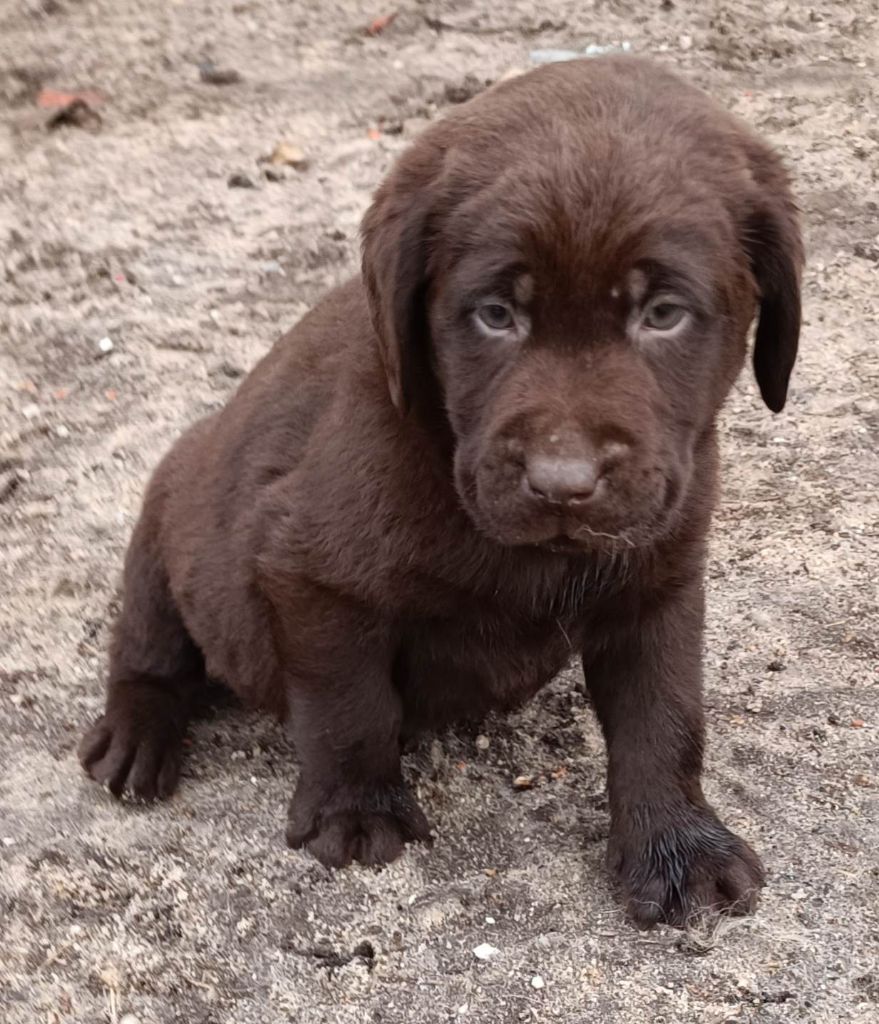 De Chez Flo - Chiots disponibles - Labrador Retriever