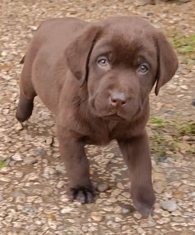 De Chez Flo - Chiots disponibles - Labrador Retriever