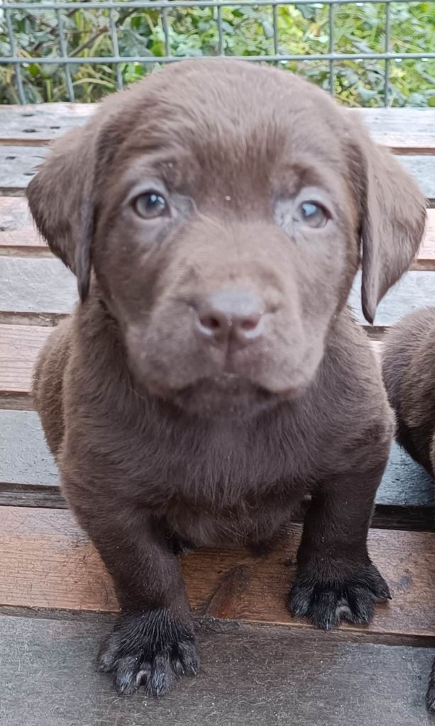 De Chez Flo - Chiots disponibles - Labrador Retriever