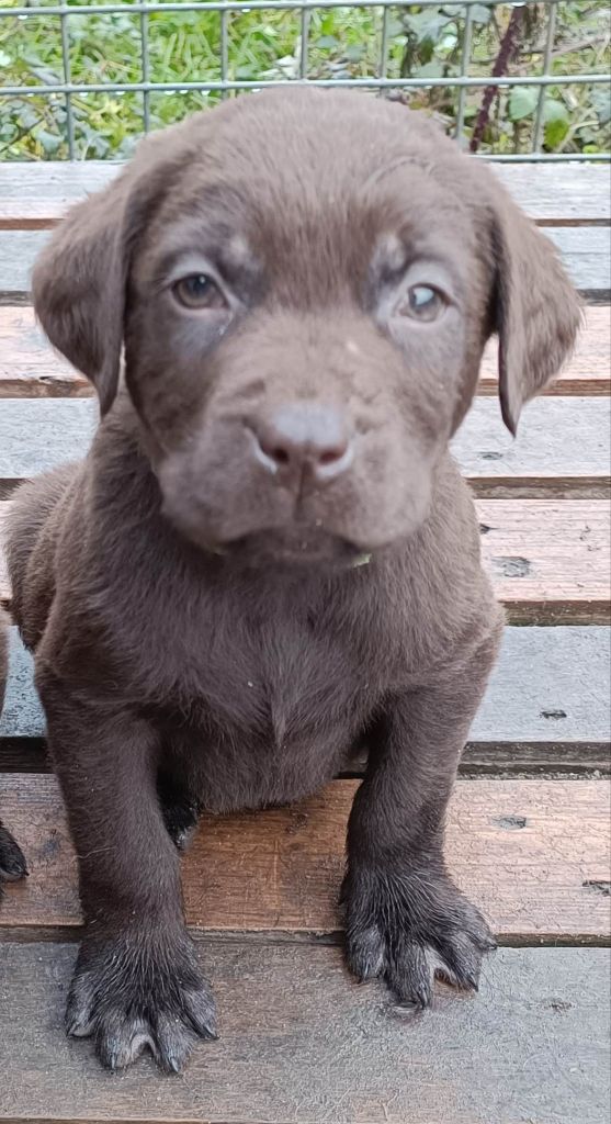 De Chez Flo - Chiots disponibles - Labrador Retriever