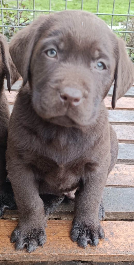 De Chez Flo - Chiots disponibles - Labrador Retriever