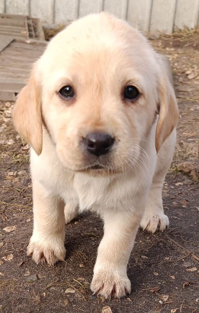 De Chez Flo - Chiots disponibles - Labrador Retriever